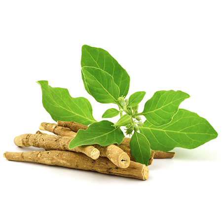 Ashwagandha root and powder—the king of adaptogenic herbs for stress relief - blogs.myhealthlogy.com